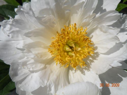 Paeonia (Pivoine) - Krinkled White (lactiflora)